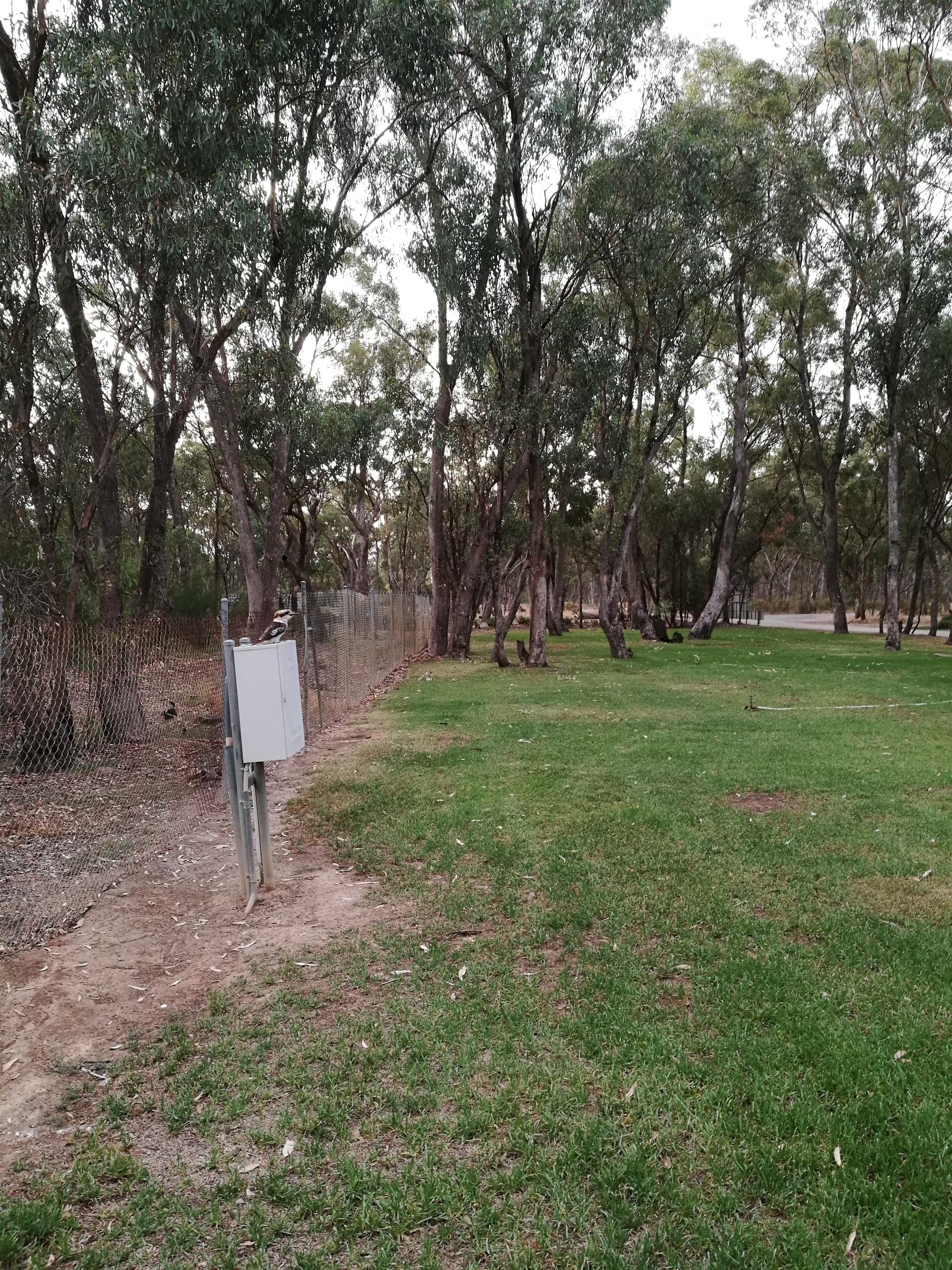 Grassy unpowered camping site shaded by river gums at Torrumbarry Weir Holiday Park, Patho VIC, with a kookaburra perched nearby