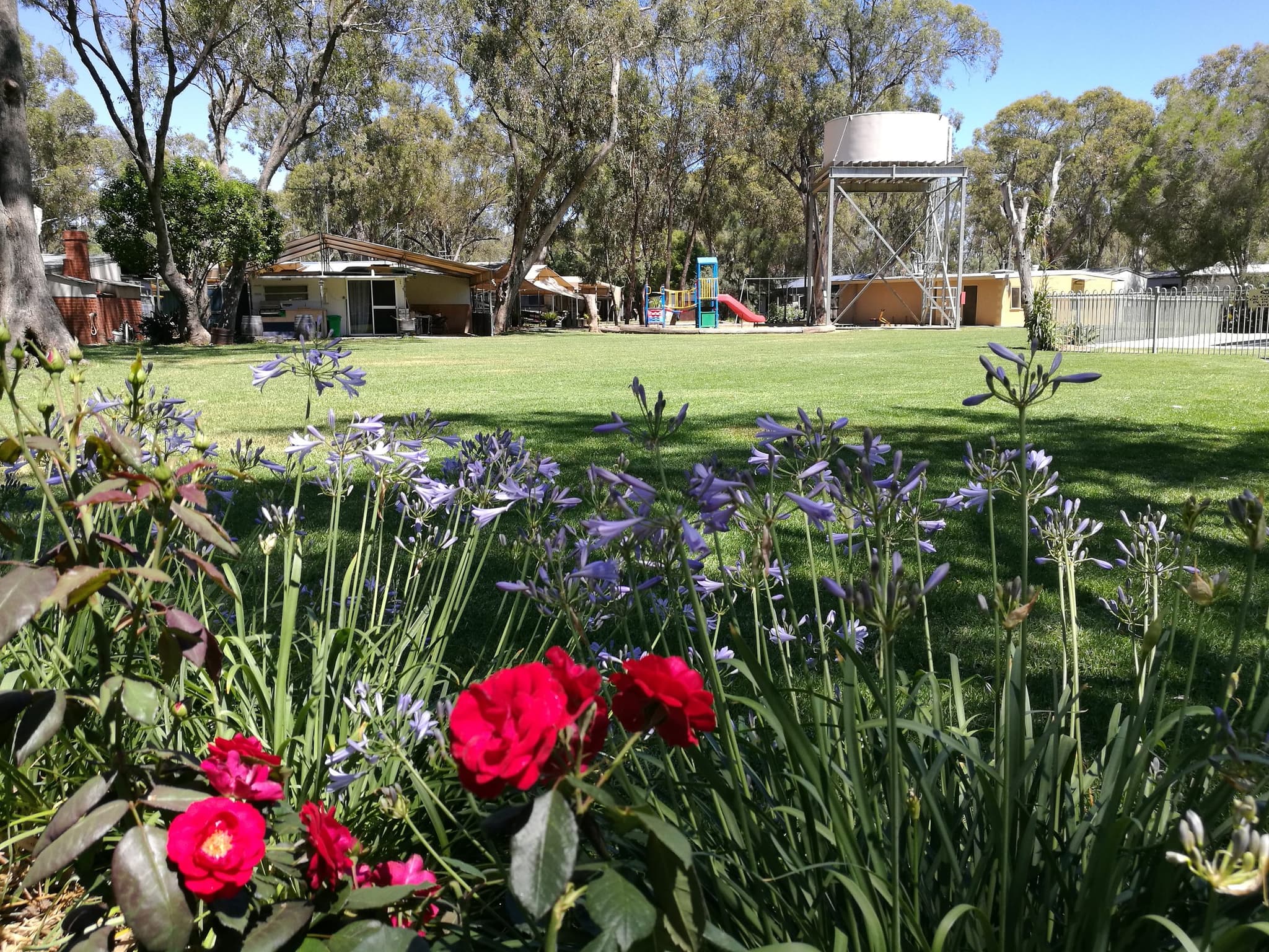 Red roses and purple agapanthus garden bed beside open lawn at Torrumbarry Weir Holiday Park, with playground and water tower behind